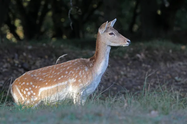 Beautiful Young Spotted Deer Looking Away Natural Habitat — Stock Photo, Image