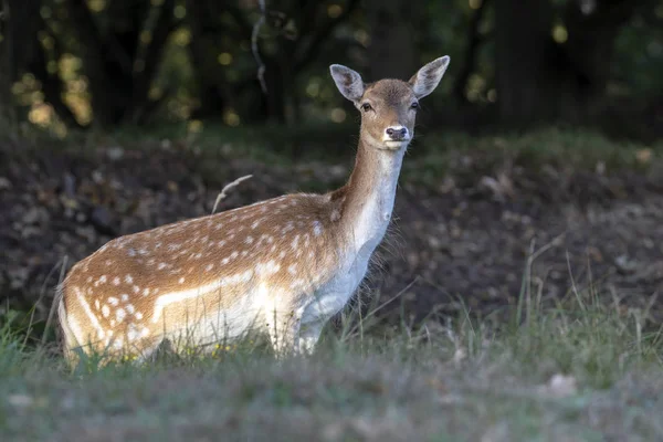 Beautiful Young Spotted Deer Looking Camera Natural Habitat — Stock Photo, Image