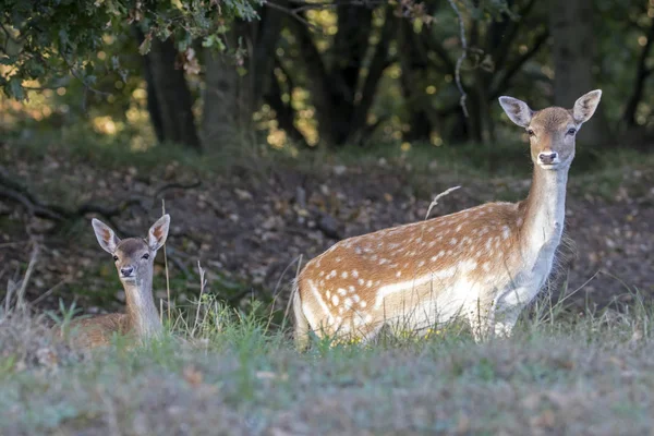 Two Beautiful Spotted Young Deer Looking Camera Natural Habitat — Stock Photo, Image