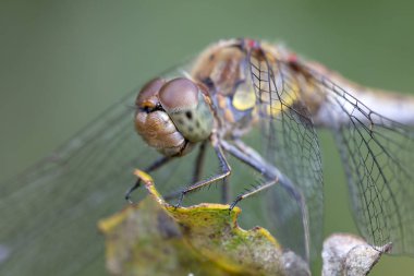 Sympetrum Sanguineum yusufçuk, yakın 