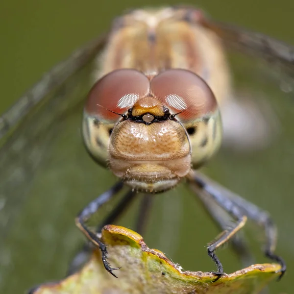 Sympetrum Sanguineum Dragonfly Närbild — Stockfoto