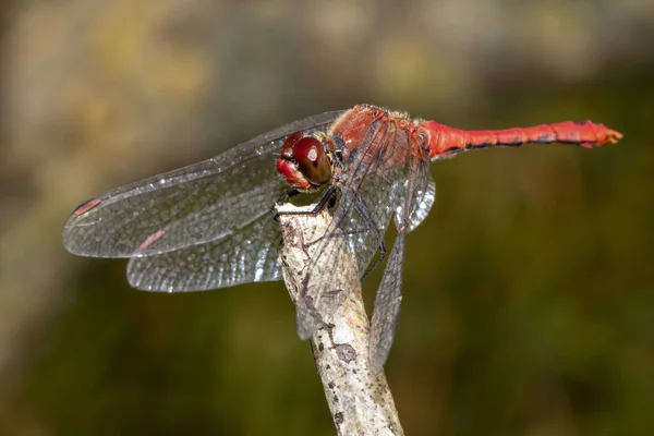 Sympetrum Sanguineum Dragonfly Närbild — Stockfoto