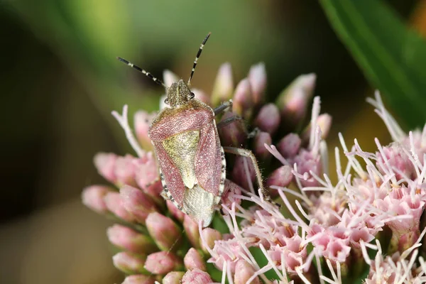 Heteroptera Bug Bug Escudo Sentado Flor Rosa Close — Fotografia de Stock