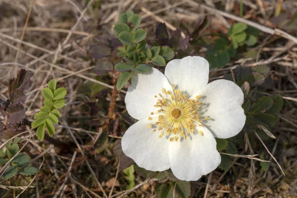 White Wild Rose Flower Outdoors — Stock Photo, Image