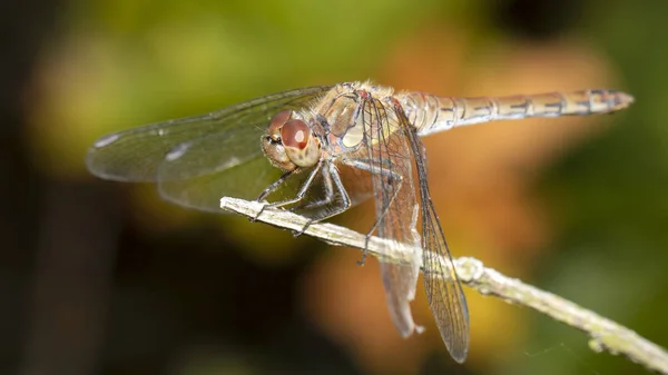 Sympetrum Krvavá Dragonfly Zblizka — Stock fotografie