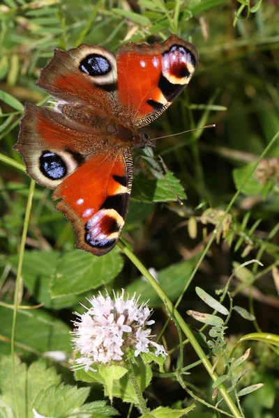 欧洲孔雀蝴蝶在叶子上的花附近 — 图库照片