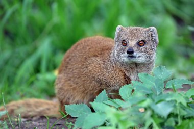 sevimli sarı Firavun faresi yeşil yaprakları