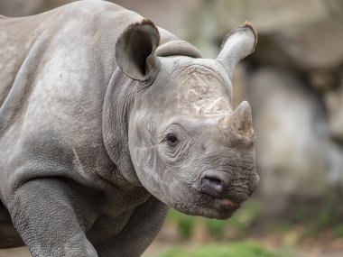 Gri gergedanın çocuk portresi yakın çekim