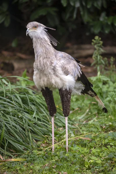 beautiful big secretary bird in natural habitat