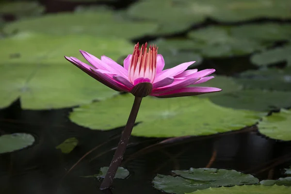 Close View Beautiful Blooming Pink Water Lily Pond — Stock Photo, Image