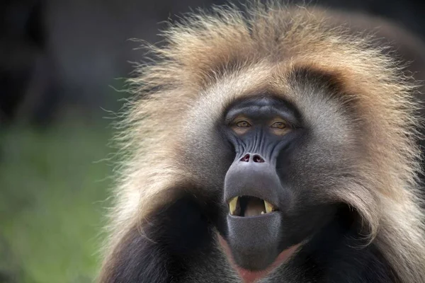 Αρσενικό Αιμορραγία Μαϊμού Κατακόρυφο Στο Φυσικό Περιβάλλον — Φωτογραφία Αρχείου