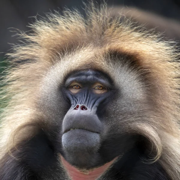 自然栖息地的雄性流血的心猴肖像 — 图库照片