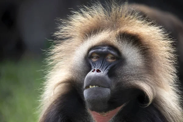 自然栖息地的雄性流血的心猴肖像 — 图库照片