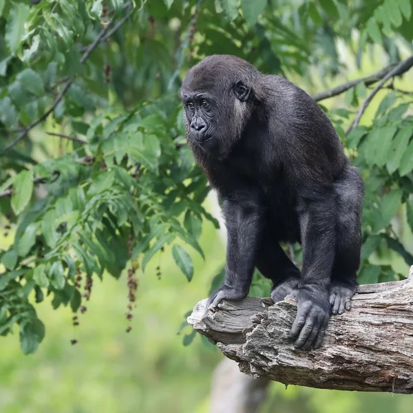 Cute Gorilla Green Tree Nature — Stock Photo, Image