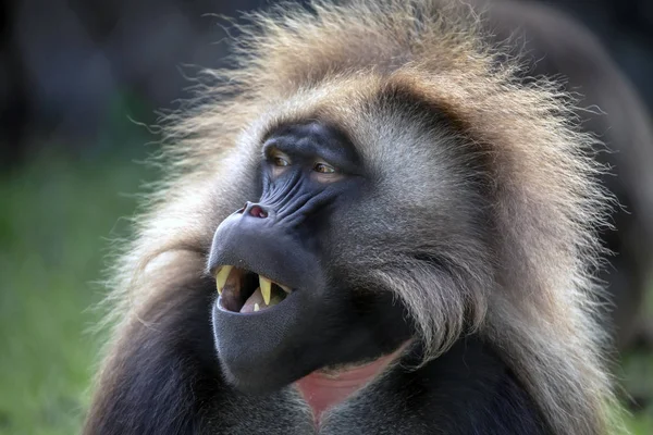 Male Bleeding Heart Monkey Portrait Natural Habitat — Stock Photo, Image