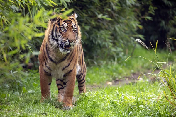 Beautiful Tiger Green Natural Background — Stock Photo, Image