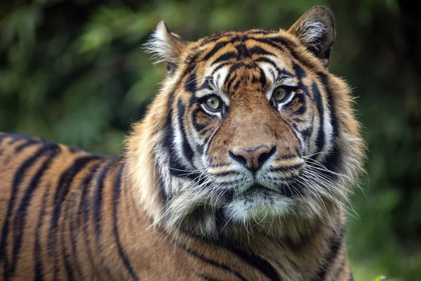 Hermoso Tigre Sobre Fondo Verde Natural — Foto de Stock