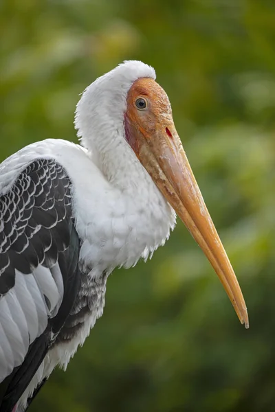 Żuraw Biały Czarny Ptak Długim Dziobem Przyrodzie — Zdjęcie stockowe