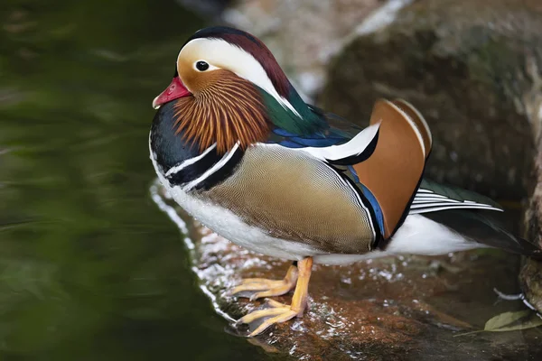 Pato Mandarín Sobre Piedra Cerca Del Agua Cerca — Foto de Stock