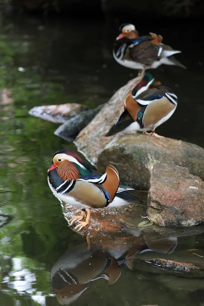 Mandarin Ducks Stones Water Close — Stock Photo, Image