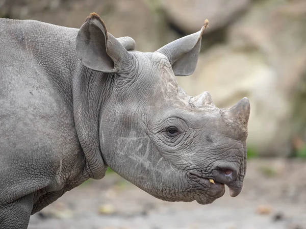 Retrato Rhino Joven Gris Primer Plano — Foto de Stock