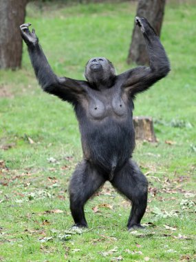 Doğada yeşil çimenlerin üzerinde şirin goril