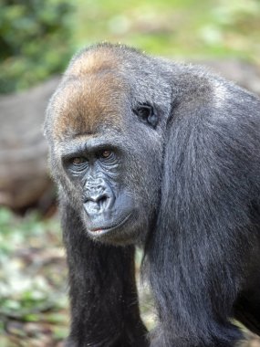 Gümüş sırtlı goril portre doğal ortamlarında