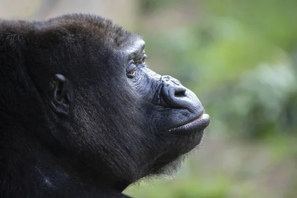 大猩猩肖像在自然栖息地 — 图库照片