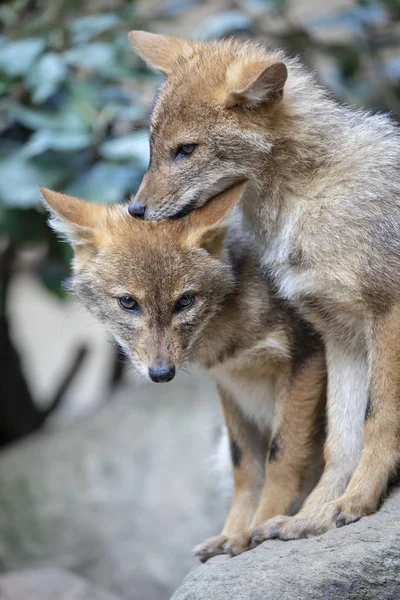 Cute Family Golden Jackal Foxes Natural Habitat — Stock Photo, Image