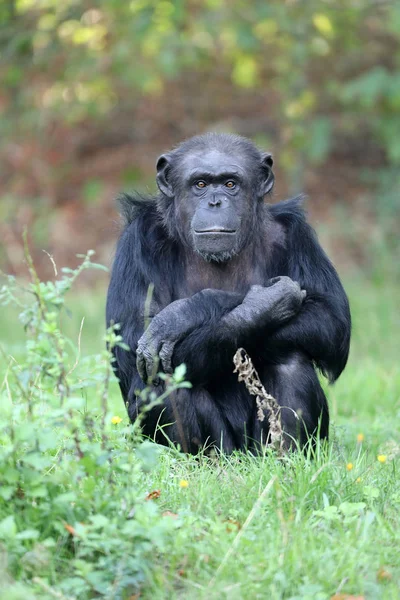 Schattig Chimpansee Zit Groen Gras Natuur — Stockfoto