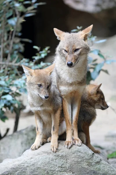 Cute Family Golden Jackal Foxes Natural Habitat — Stock Photo, Image