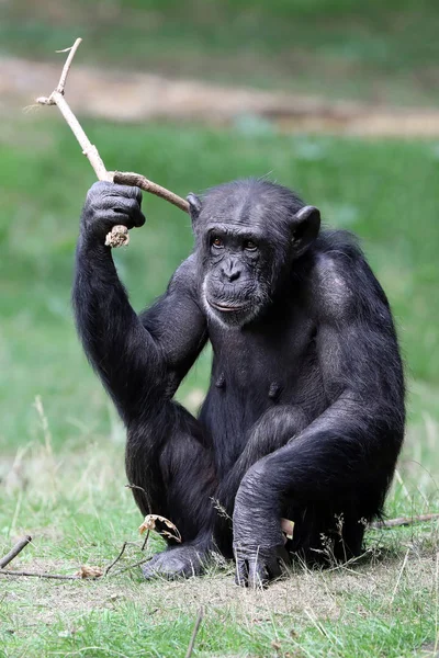 Chimpancé Lindo Sentado Sobre Hierba Verde Naturaleza —  Fotos de Stock