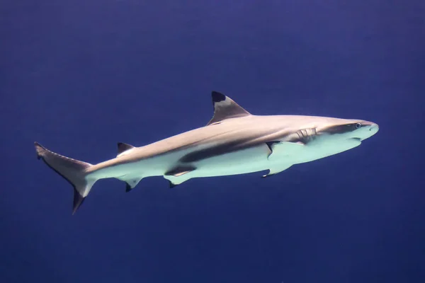 Tubarão Branco Grande Água Azul — Fotografia de Stock