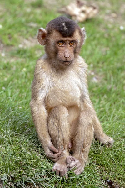 Południowej Pig Tailed Macaque Siedząc Zielonej Trawie — Zdjęcie stockowe