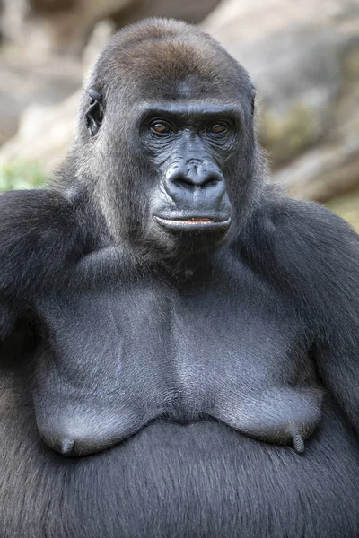 强大的银背大猩猩肖像在自然栖息地 — 图库照片