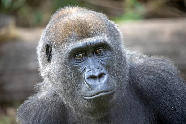 Gorilla Porträt Natürlichem Lebensraum — Stockfoto