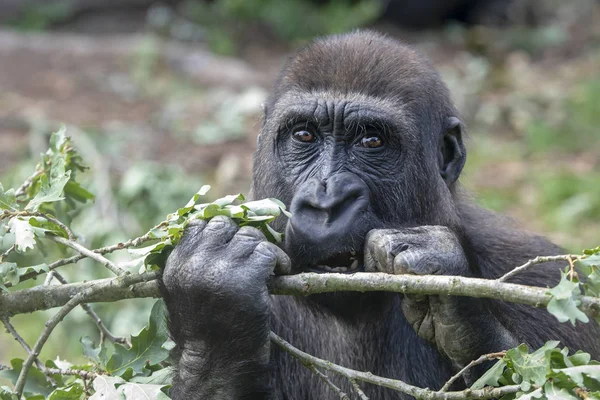 Gorila Comiendo Hojas Hábitat Natural —  Fotos de Stock