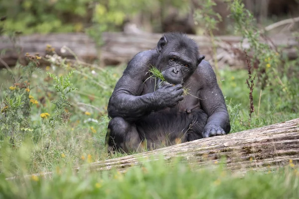 Chimpancé Hembra Comiendo Hierba Naturaleza — Foto de Stock