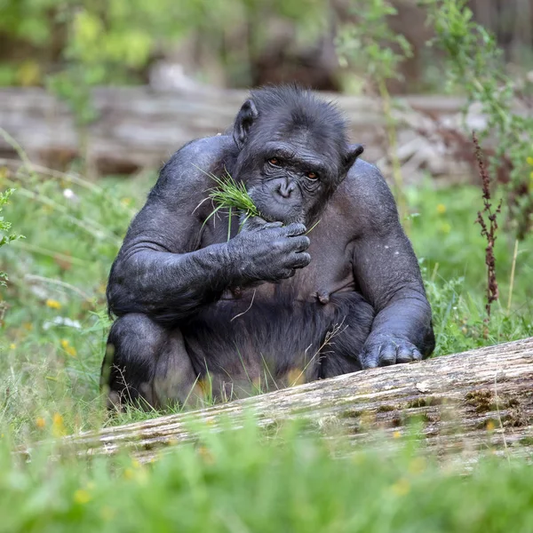 Nőstény Csimpánz Eszik Természet — Stock Fotó