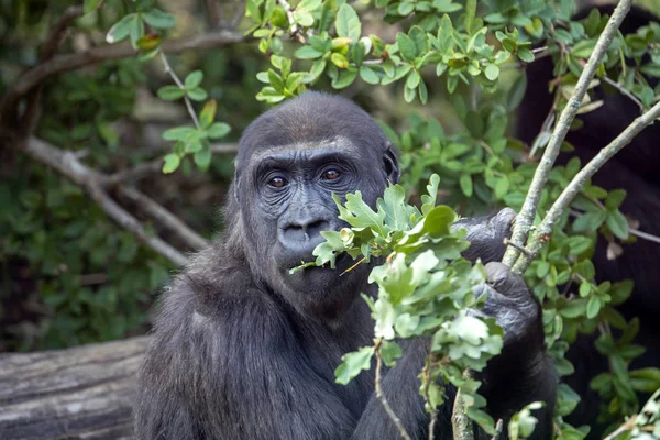 Gorila Comiendo Hojas Hábitat Natural — Foto de Stock