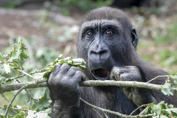 Gorila Comiendo Hojas Hábitat Natural — Foto de Stock