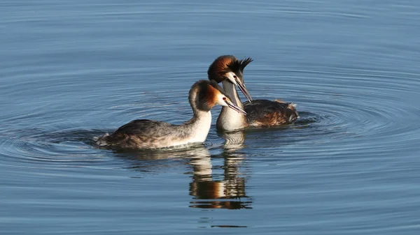 Hermoso Grande Cresta Grebe Natación Tranquilo Lago —  Fotos de Stock