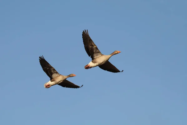 Two Geese Flying Blue Sky — Stock Photo, Image