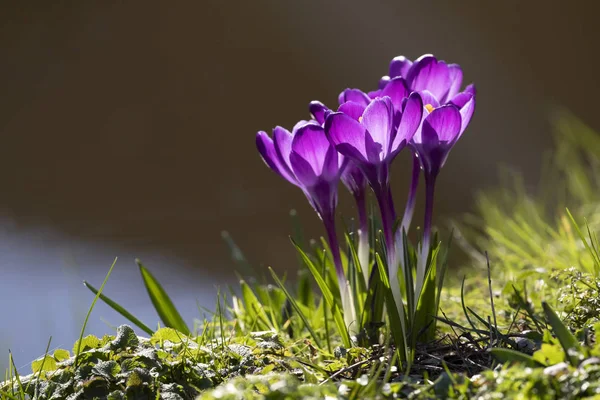 Flores da íris azul — Fotografia de Stock