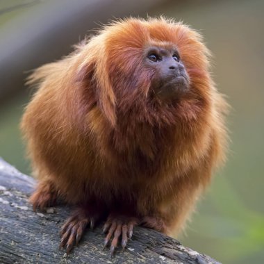 Altın Aslan pembe maymun