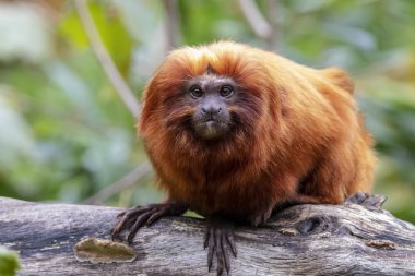 Altın Aslan pembe maymun