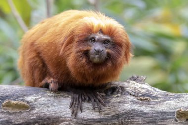 Altın Aslan pembe maymun