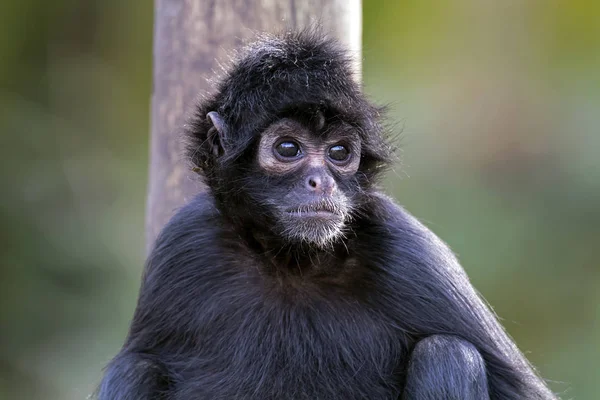 Mono araña negro colombiano — Foto de Stock