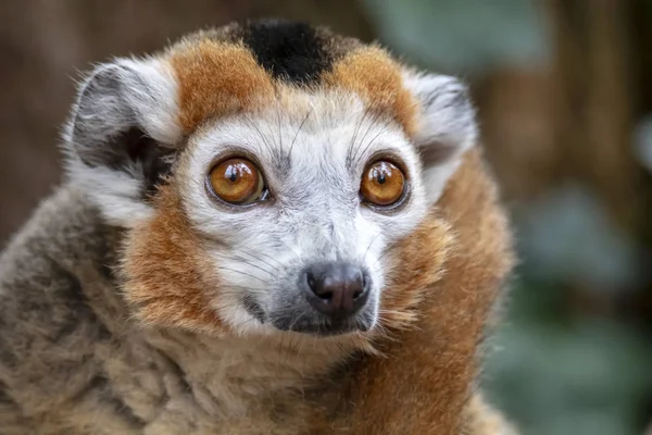 Taç lemur saplama üzerinde — Stok fotoğraf