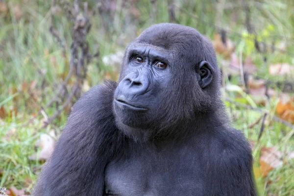 Retour Portrait Gorille Dans Habitat Naturel — Photo